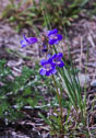 campanula rotundifolia